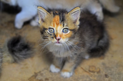 Close-up portrait of tabby kitten