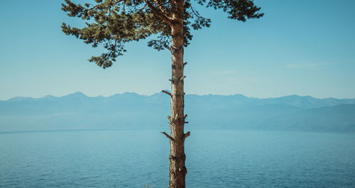 Tree by lake against sky