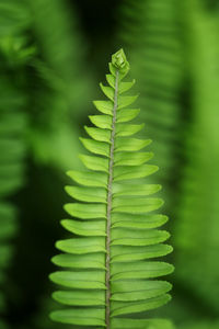 Close-up of fern leaves