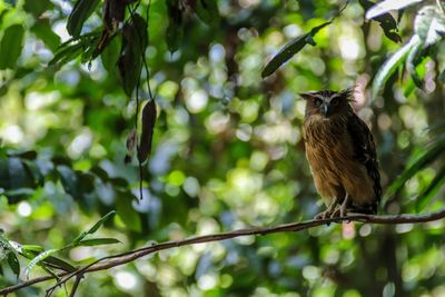 Low angle view of bird perching on branch