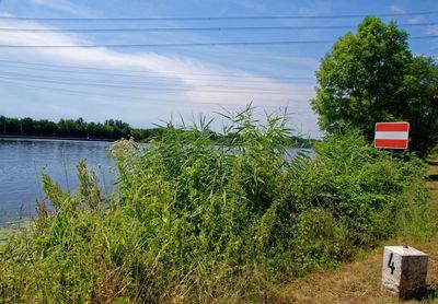 Plants and trees by lake against sky