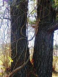 Trees in forest