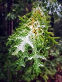 Close-up of raindrops on leaves