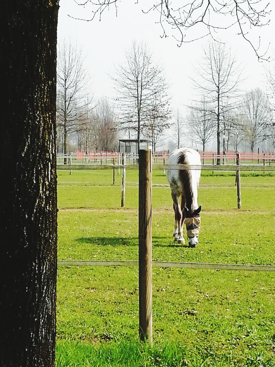 tree, nature, growth, animal themes, sky, bare tree, no people, grass, day, outdoors, beauty in nature