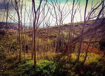 View of trees in forest