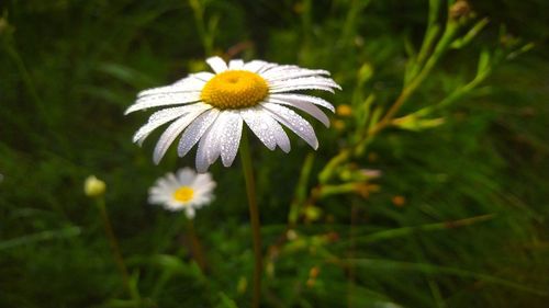 Close-up of white flowering plant