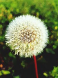 Close-up of dandelion