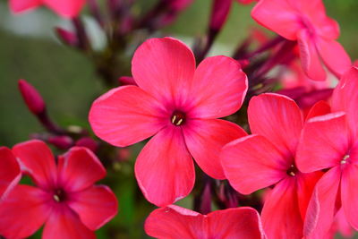 Close-up of pink flowers blooming outdoors