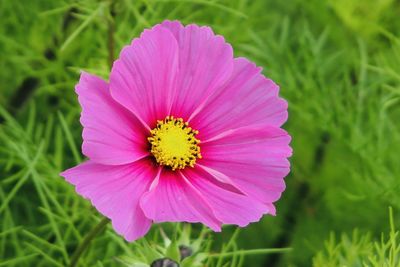 Close-up of pink flower on field