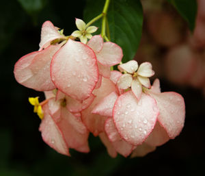 Close-up of wet pink rose flower