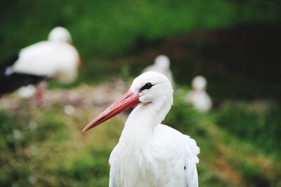 Close-up of a bird on field