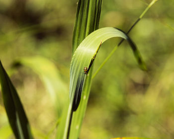 Close-up of insect on grass