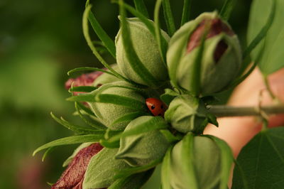 Close-up of insect on plant