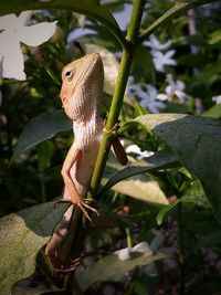 Close-up of a lizard on leaf