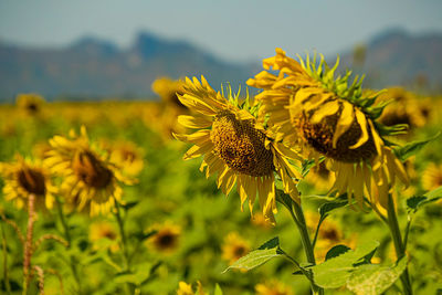 Close-up of yellow flowering plant on field