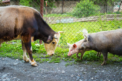 Horses in a farm