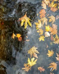 High angle view of maple leaves floating on lake