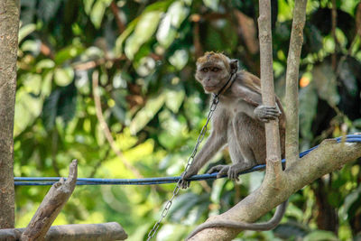 Monkey sitting on tree branch