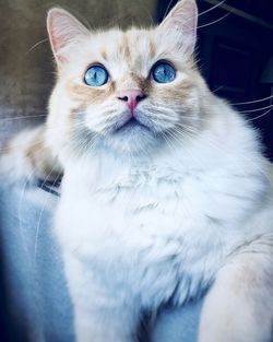 Close-up portrait of cat