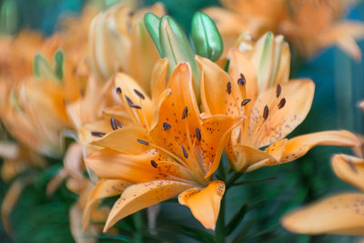 Close-up of orange lily on plant