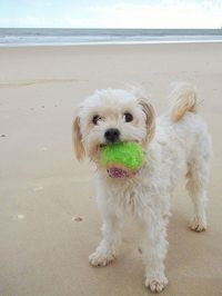 Dog on sandy beach