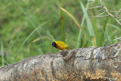 Close-up of bird perching on wood