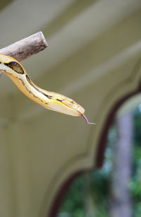 Snake coiled on tree trunk in selective focus