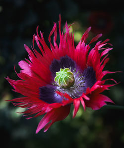 Close-up of red flower