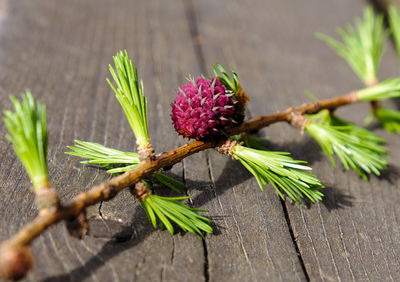 Close-up of red flowering plant