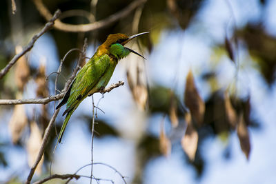 Close-up of bird perching on branch