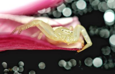 Close-up of pink flower