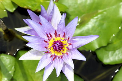 Close-up of purple water lily