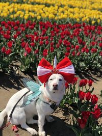 High angle view of dog with red flowers