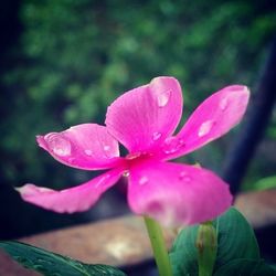 Close-up of pink flowers