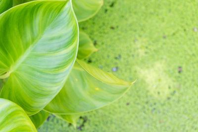 High angle view of leaves against swamp