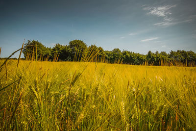 Scenic view of agricultural field against sky