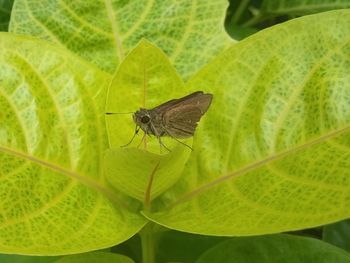 Butterfly on green leaves