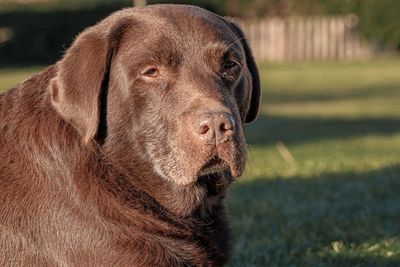 Close-up of a dog looking away