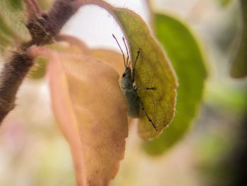 Close-up of butterfly pollinating on flower