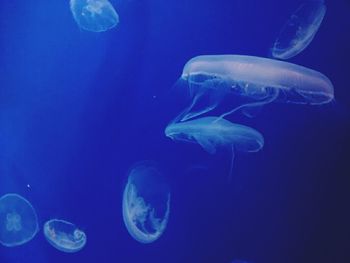 Close-up of jellyfish in sea