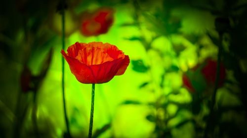 Close-up of red poppy flower