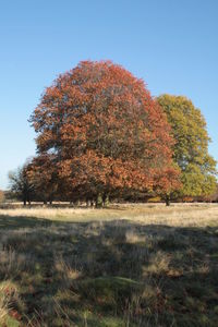 Scenic view of field against sky during autumn