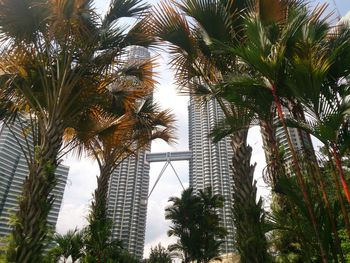 Palm trees against sky