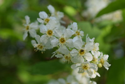 Close-up of white flowering plant