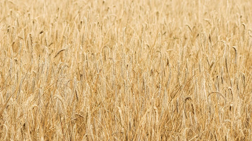 Full frame shot of wheat field