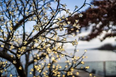 Low angle view of cherry blossom against sky