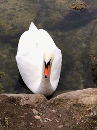 Close-up of swan swimming on lake