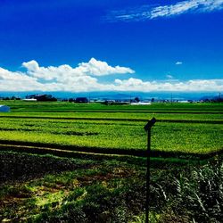 Scenic view of agricultural field against blue sky