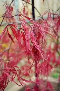 Close-up of red flowering plant