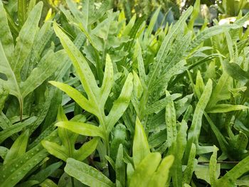 Full frame shot of plants